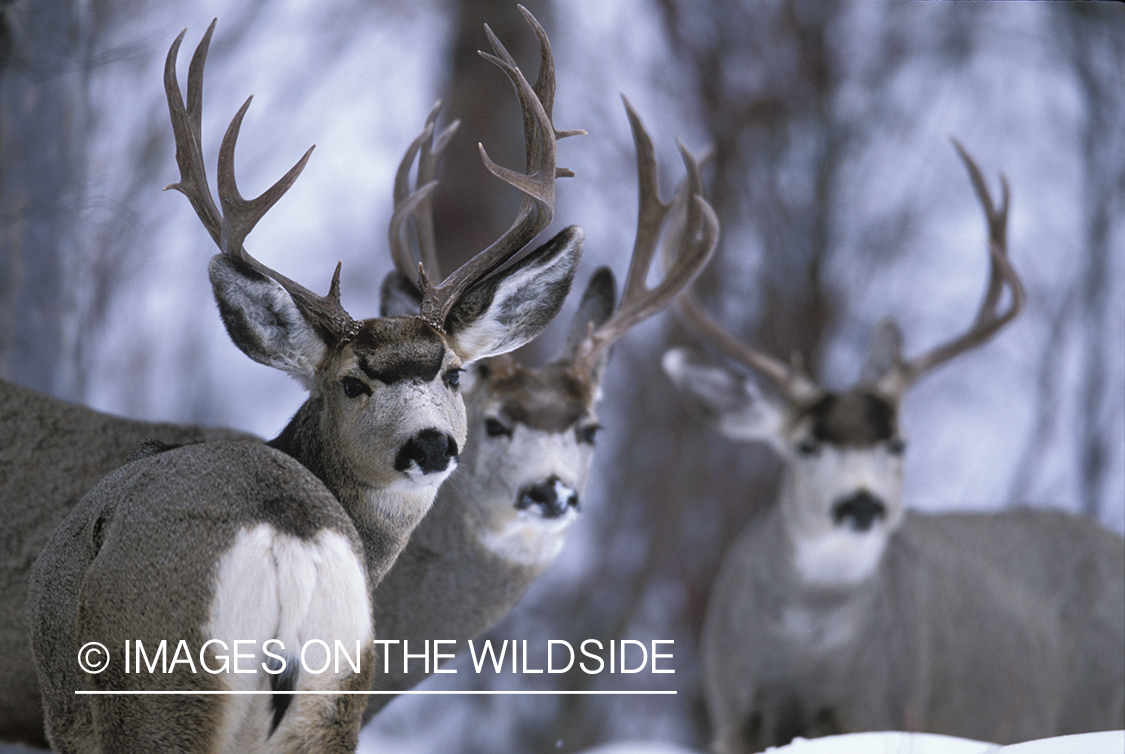 Mule deer bucks in winter.