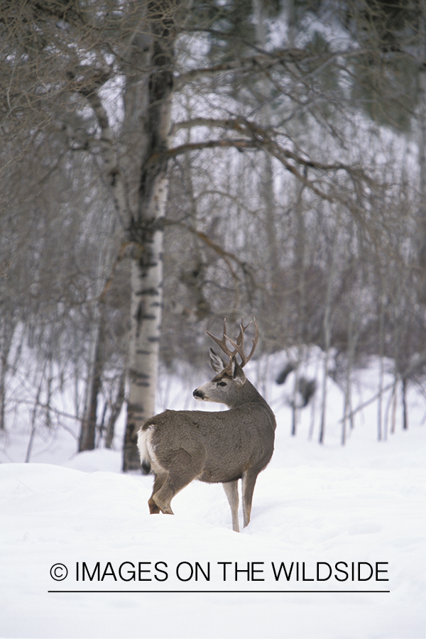 Mule deer buck in winter.