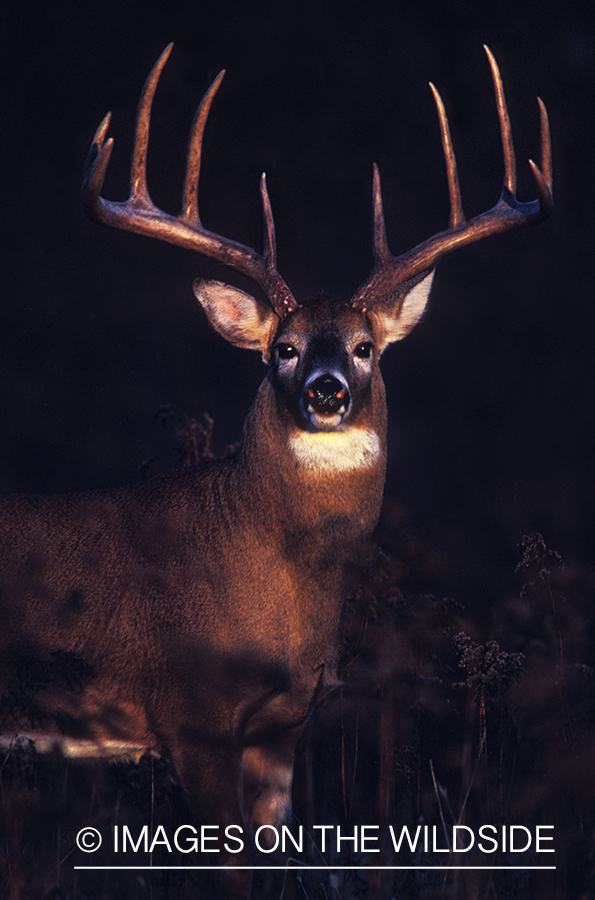 Whitetailed deer in habitat at night.