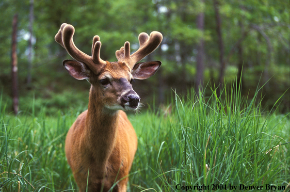 Whitetailed deer in velvet.