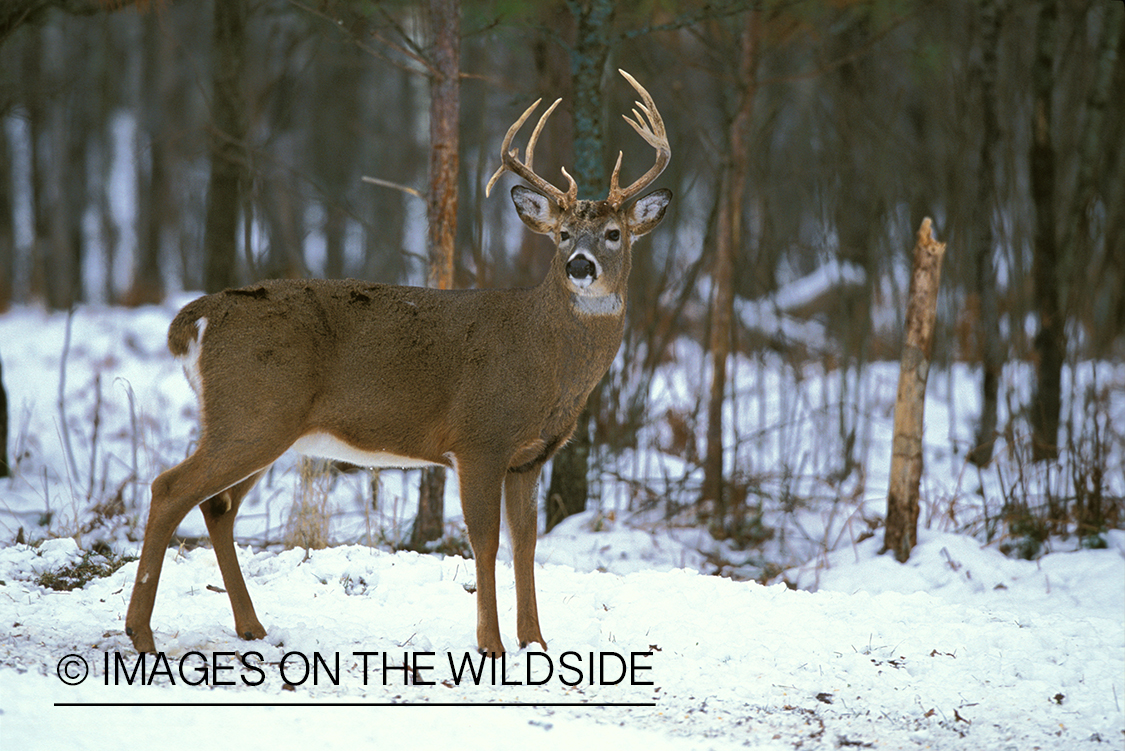 Whitetailed deer in habitat.