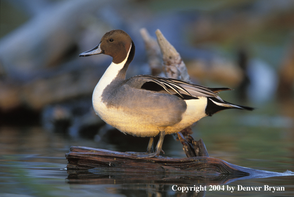 Pintail drake on log