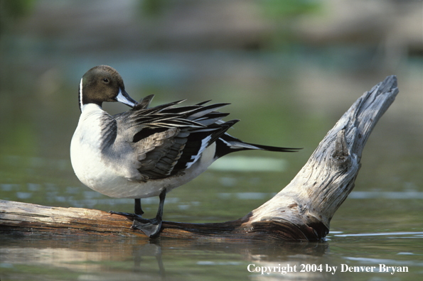 Pintail drake on log