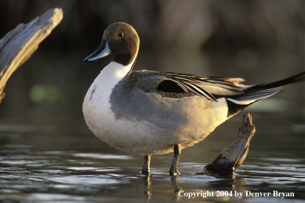 Pintail drake on log