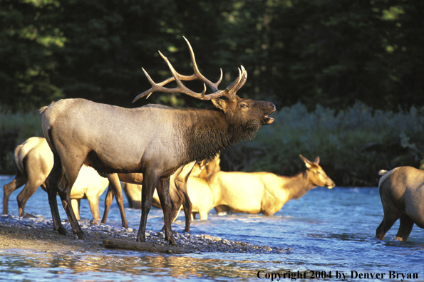 Bull elk with cows in river