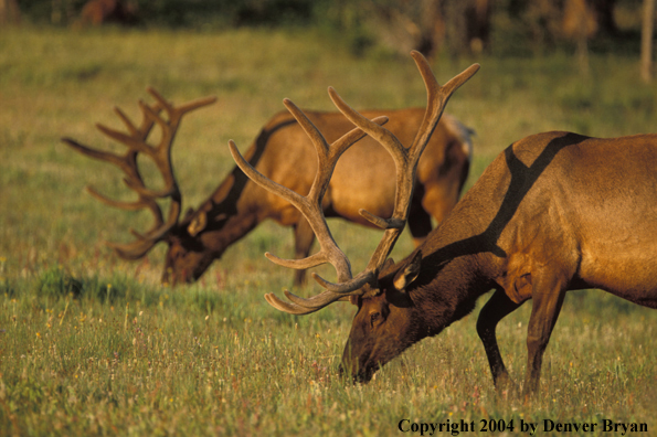 Bull elk in velvet