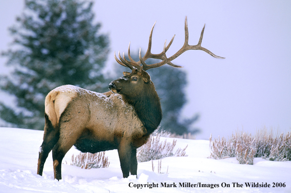 Elk in habitat.