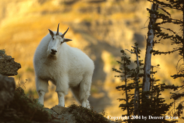 Mountain goat in habitat (male).