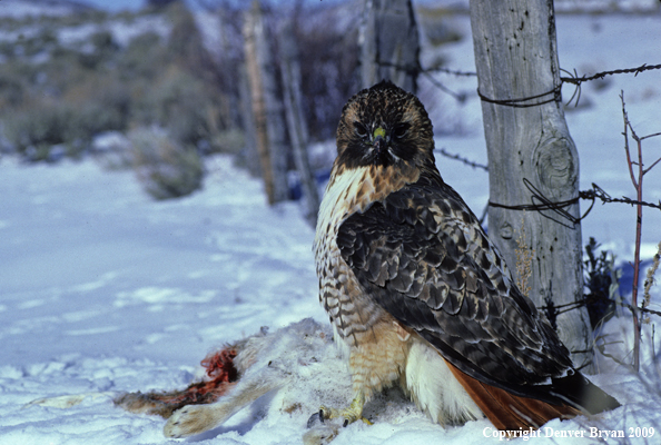 Red-tailed Hawk with Dead Jack Rabbit