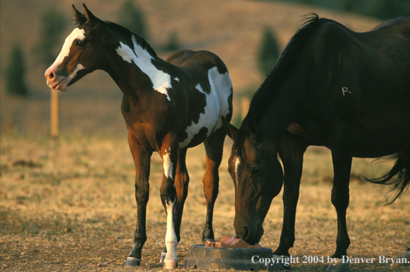 Quarter horse and foal in pasture.