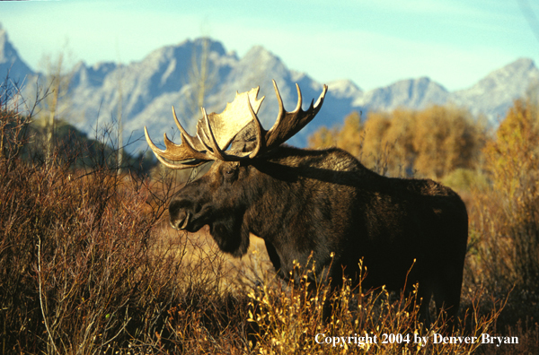 Bull moose in habitat.