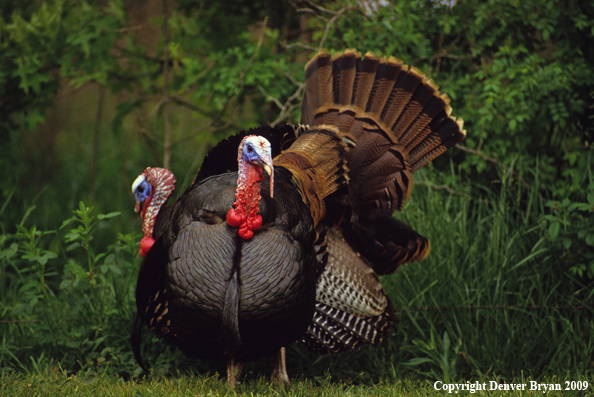 Eastern Wild Turkeys