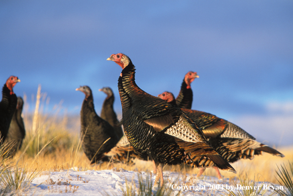 Flock of Merriam turkeys in winter.