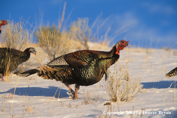 Flock of Merriam turkeys in winter.