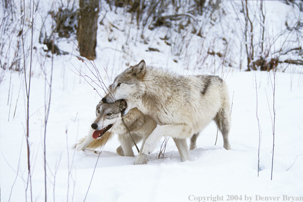 Gray wolves playing/fighting.