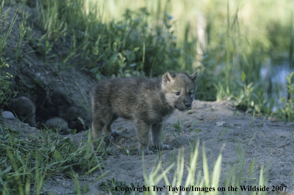 Gray wolf pup at den opening