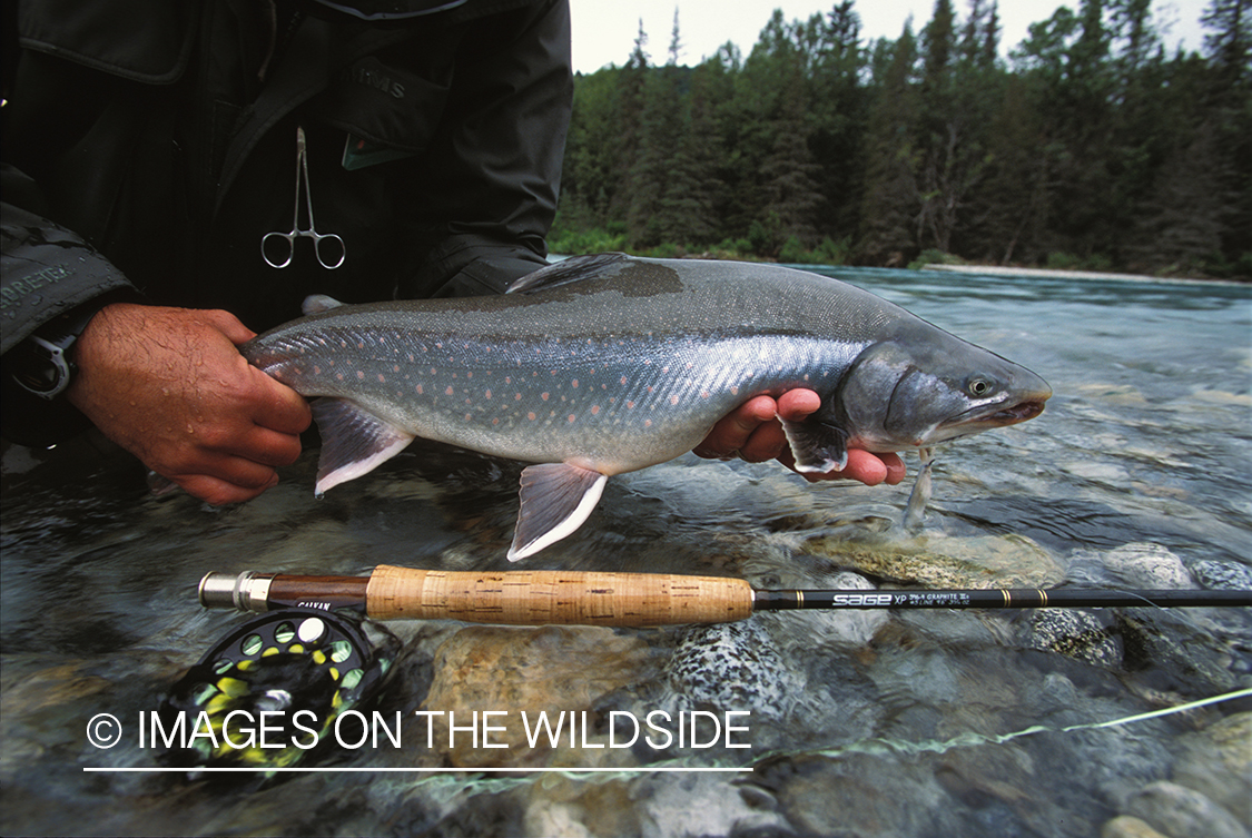 Flyfisherman holding Arctic char.