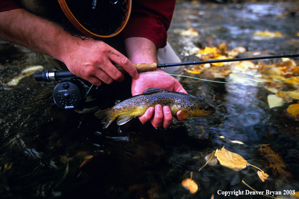 Flyfisherman with Small Brown Trout