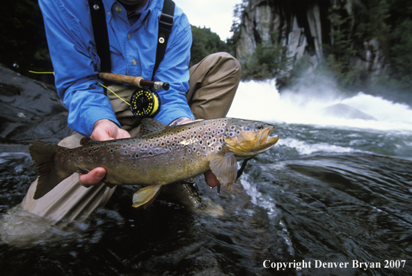 Flyfisherman holding Brown Trout.