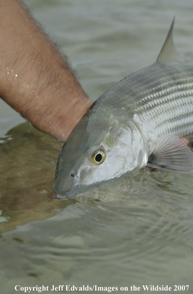 Bonefish 