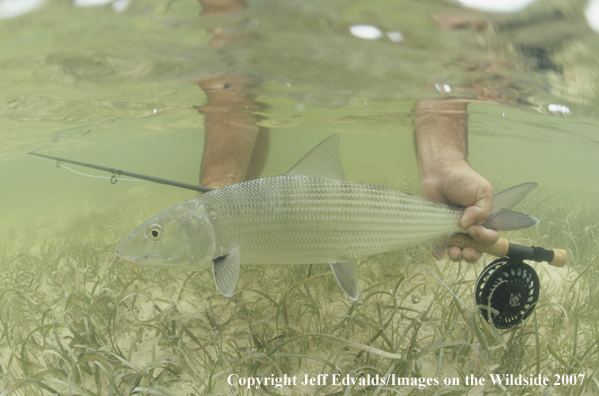 Bonefish underwater