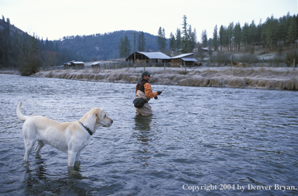 Flyfisherman steelhead fishing with yellow Lab.