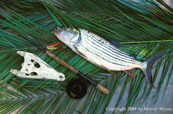 Tigerfish, reel and crocodile scull. 