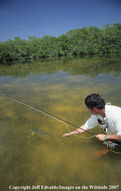 Angler releases nice snook