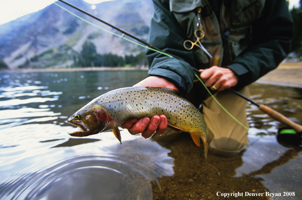 Flyfisherman with cutthroat