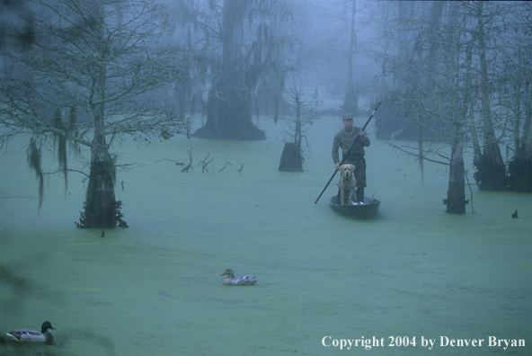 Waterfowl hunter and labrador retriever in bald cypress swamp with decoys.