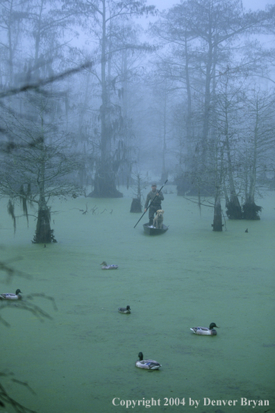 Waterfowl hunter and labrador retriever in bald cypress swamp with decoys.