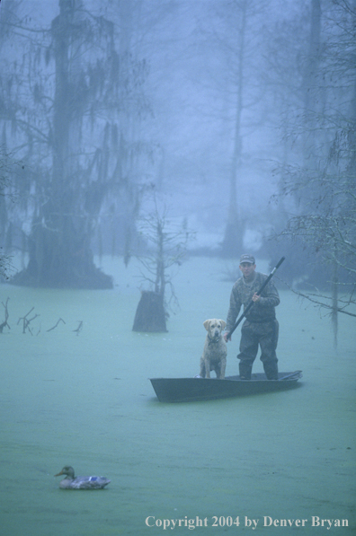 Waterfowl hunter and labrador retriever in bald cypress swamp with decoys.