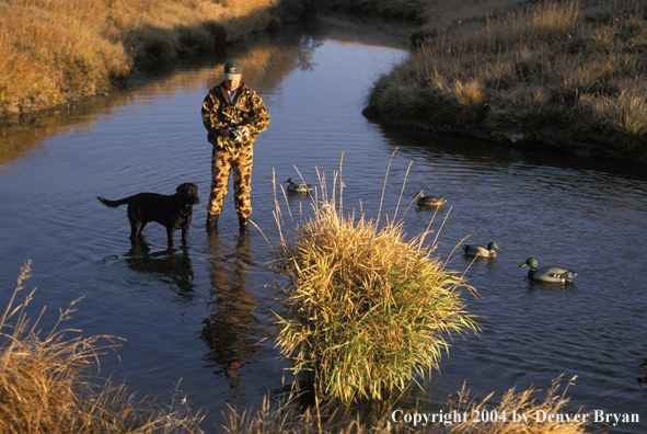 Waterfowl hunter and black Lab in water setting decoys.