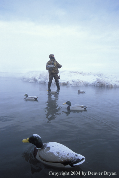 Waterfowl hunter setting decoys. 