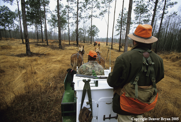 Upland bird hunters in mule drawn carriage hunting for Bobwhite quail.