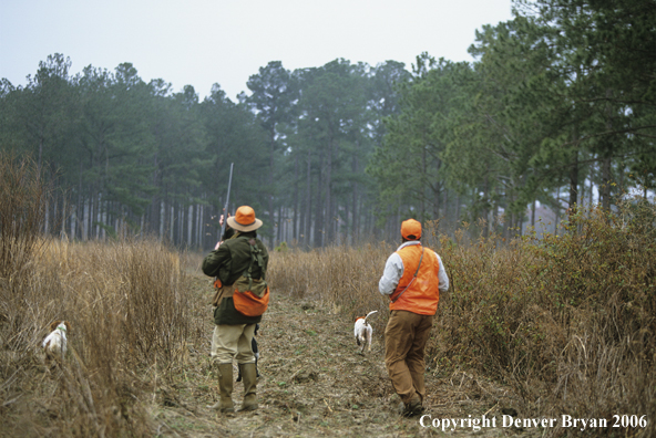 Upland hunter coming in behind dogs on point. Hunter shooting at quail