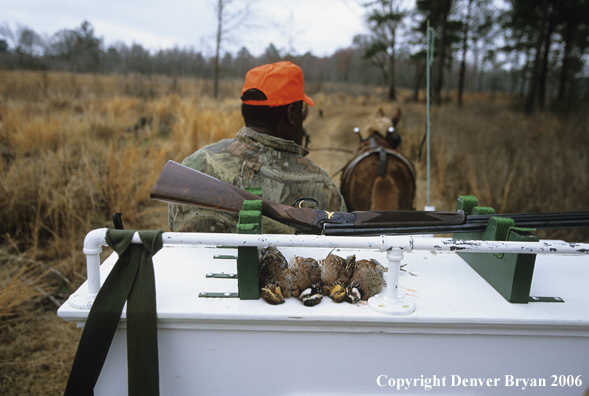 Close up of bagged bobwhite quail on mule drawn carrige.