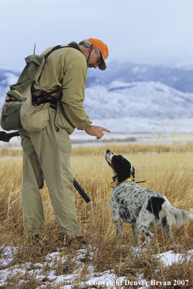  English Setter with upland game bird hunter in field