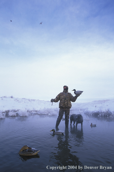 Waterfowl hunter with black Lab setting decoys. 