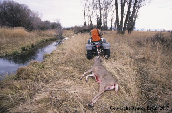 Hunter pulling downed white-tail deer with ATV