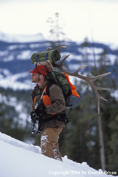 Big game hunter packing elk rack out on snowshoes.