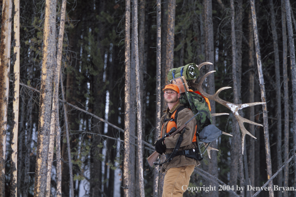 Big game hunter packing elk rack out on snowshoes.