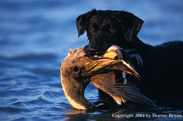 Black Labrador Retriever with pintail