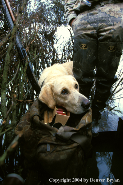 Yellow Labrador Retriever in blind 