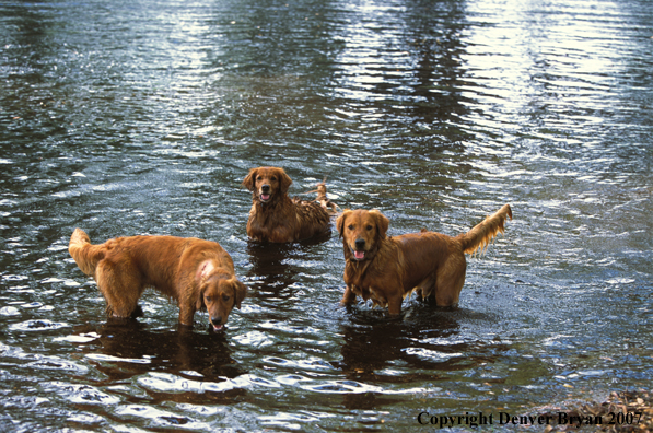 Golden Retrievers in water.