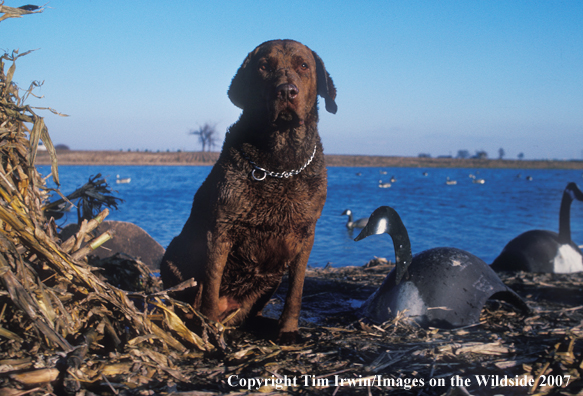 Chesapeake Bay Retriever in field.