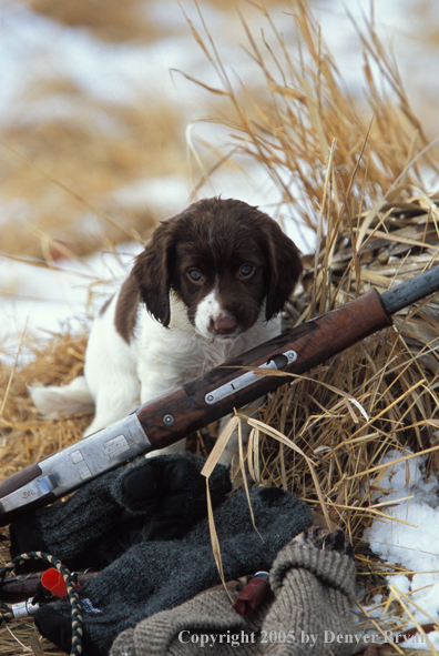 Springer spaniel pup with hunting gear.