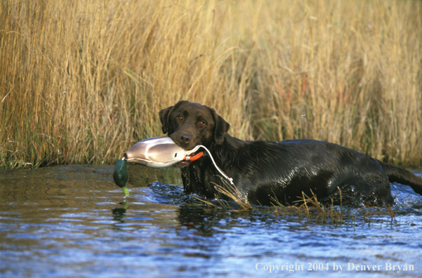 Black Labrador Retriever with decoy in water