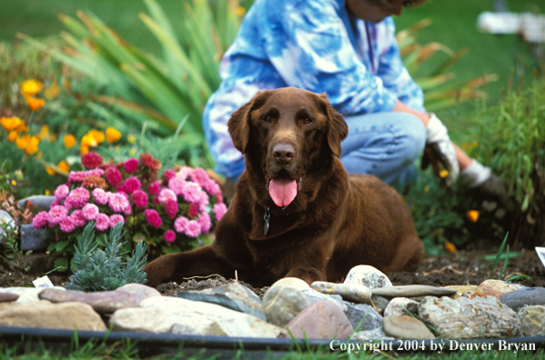 Chocolate Labrador Retriever 