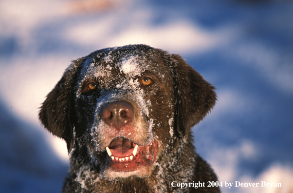 Chocolate Labrador Retriever 